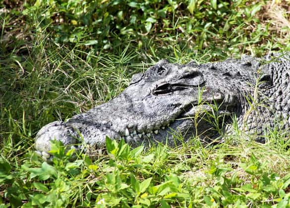 動物図鑑・シャムワニ